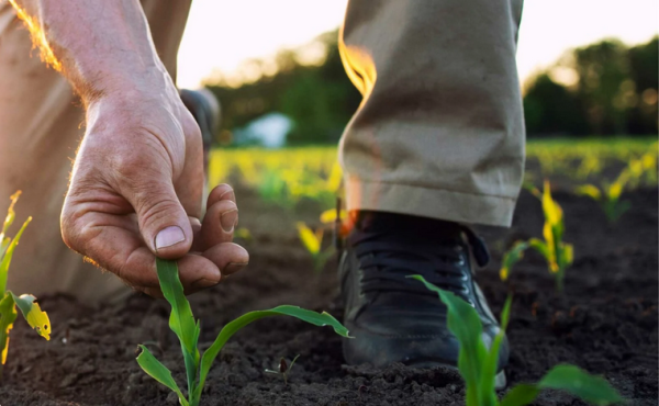 FERTILIZANTE NPK 50Kg